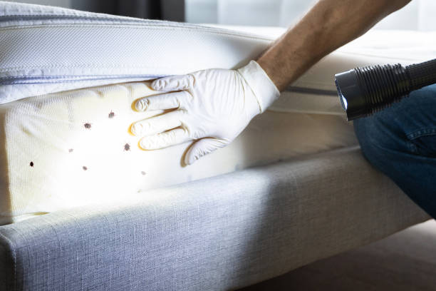 Best Mosquito Control Services  in Carthage, MO
