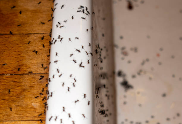 Best Pest Control Near Me  in Carthage, MO