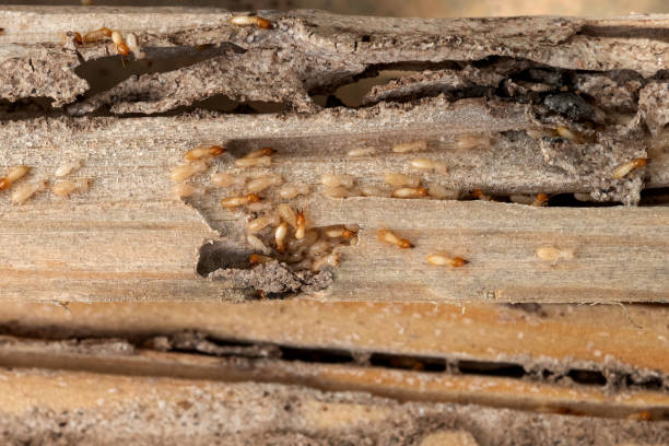 Best Termite Control Services  in Carthage, MO