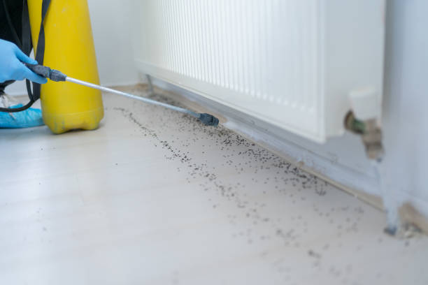 Best Flea Control Services  in Carthage, MO